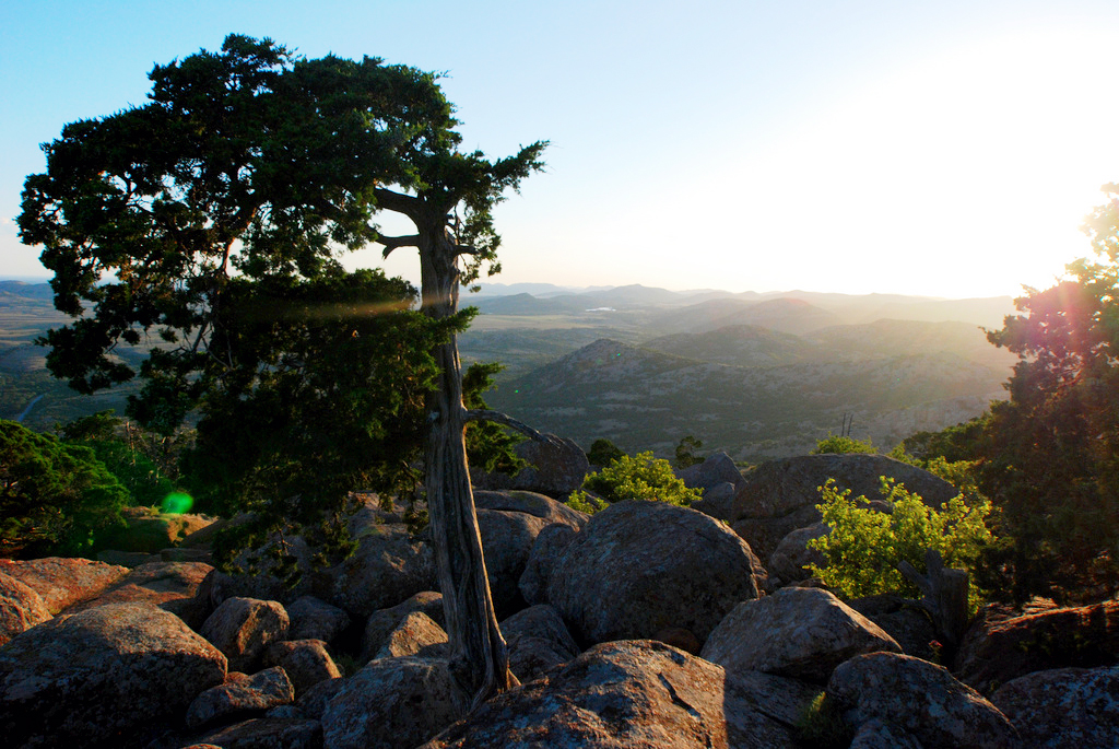 Wichita_Mountains_tree