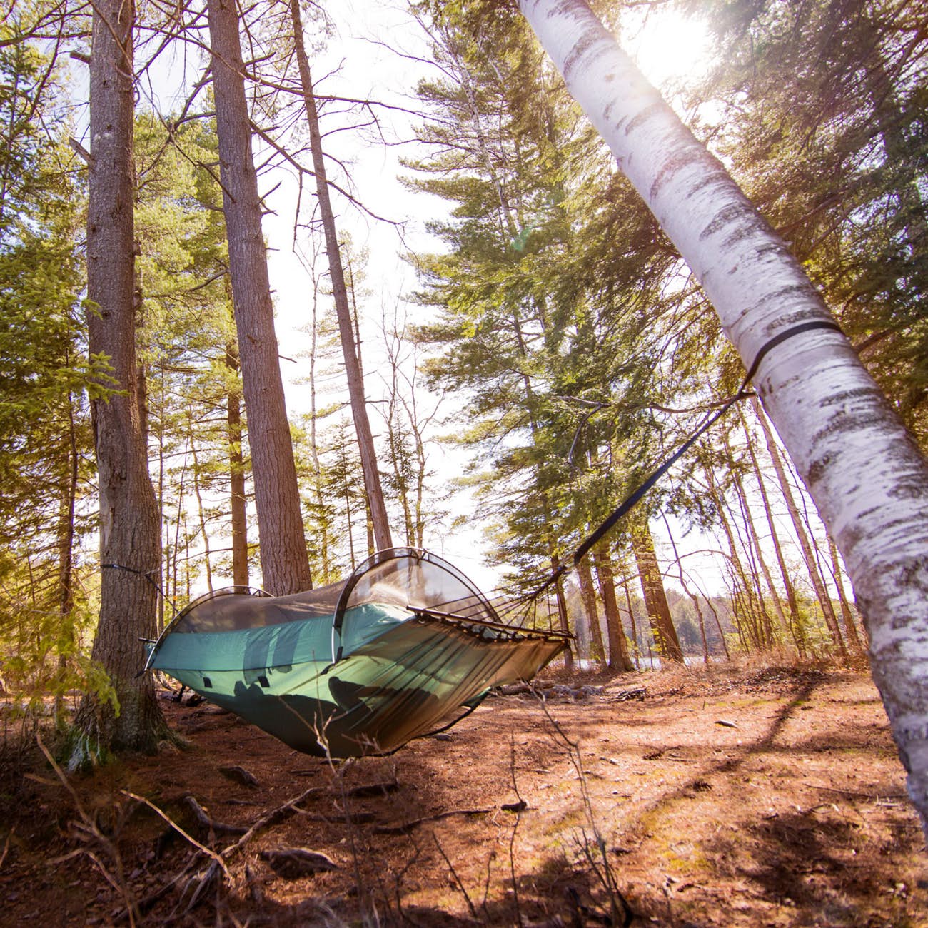 Blue Ridge Camping Hammock Trees