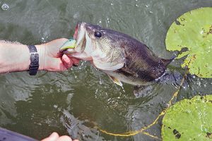 Fishing Ponds