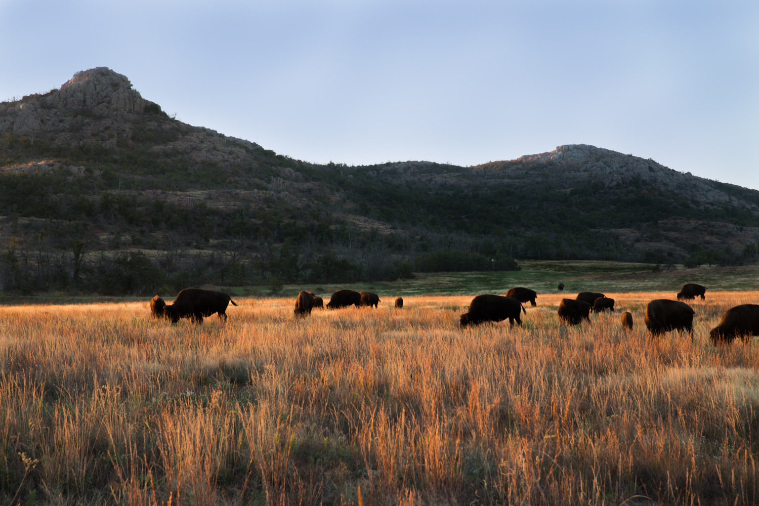 Wichita_Mountains_Bison